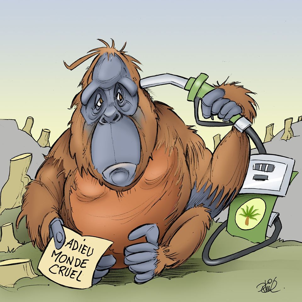 Un Orang-Outan title=